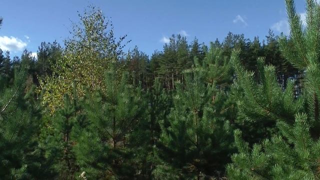 Мы продаём, а вы можете купить дачу с сосновым лесом. смотреть онлайн