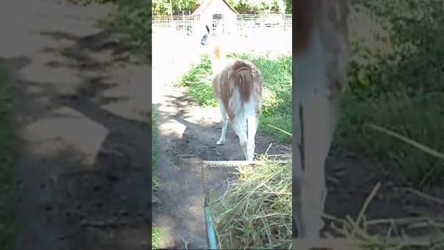 Гуанако теленок смотреть онлайн