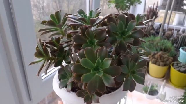 Уборка на балконе. Осмотр каждого горшка с суккулентами. Часть 1. смотреть онлайн