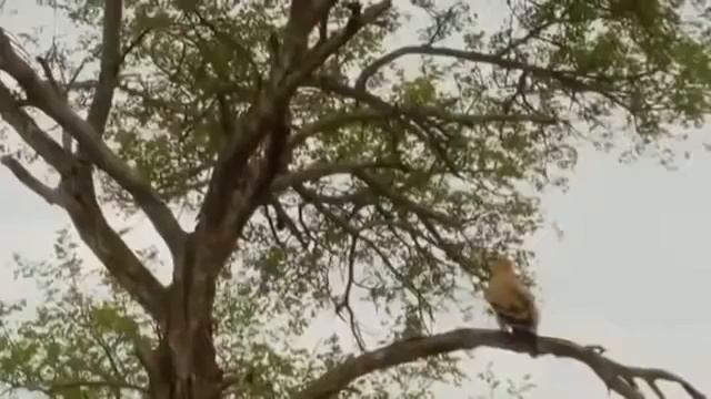 ДИКАЯ ПРИРОДА АФРИКИ_ The Wildlife Of Africa 2 серия