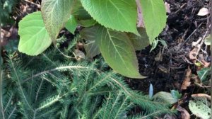 Как укрыть крупнолистную гортензию на зиму