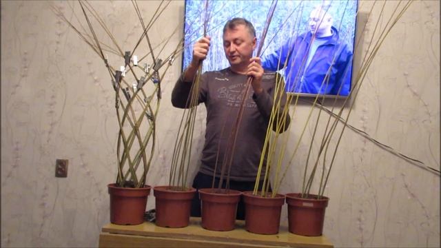 ПАВИВА Как сплести плетёное дерево из ивы. Какой прут подходит для плетения живого дерева , сорта. смотреть онлайн