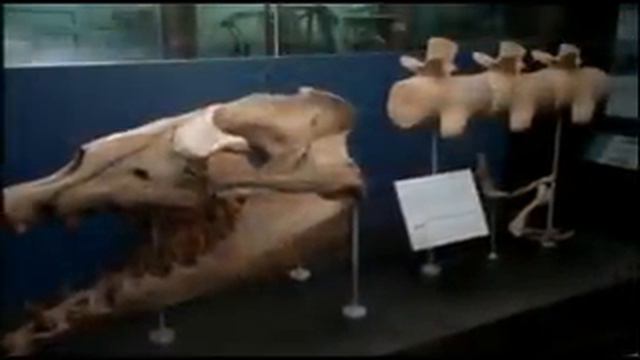 Whale Evolution