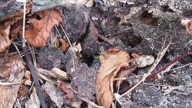 bombus terrestris (buff tailed bumblebee) autumn nest смотреть онлайн