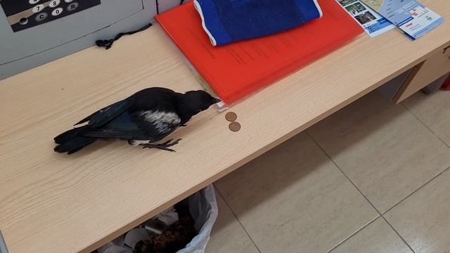 Сорока Грачик на работе и дома. 8-14.06.2023. Hand-reared magpie Grachik at work and home. смотреть онлайн