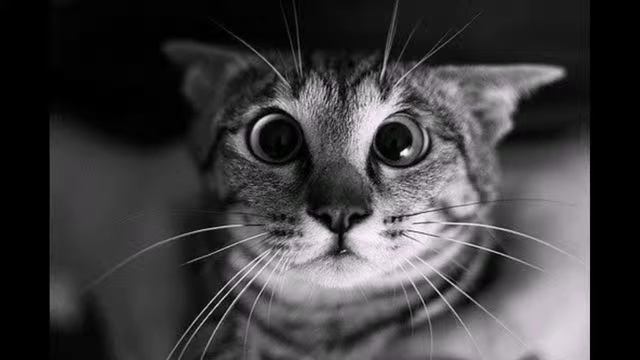 Современный бодиарт   Modern Body Painting