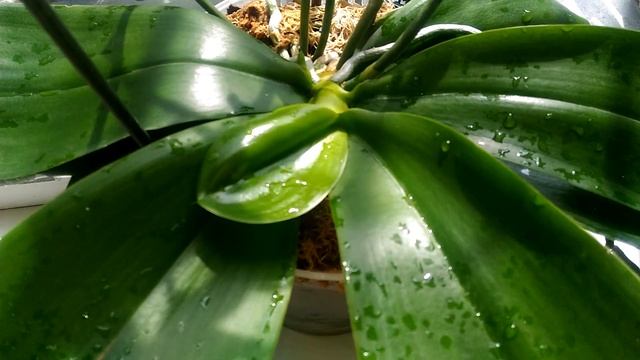 Орхидея Лиодоро в чем растет,система посадки))мои орхидеи.