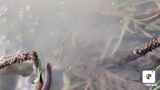 Каждый день лошади выдают количество слов... смотреть онлайн