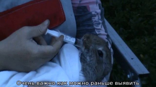 Стоматит у кроликов — лечение