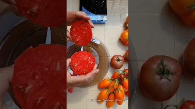 БАБА ШУРА? ДЕГУСТАЦИЯ #семенатоматов #dwarf #томаты #помидоры #огород #огороднаподоконнике #огурцы смотреть онлайн
