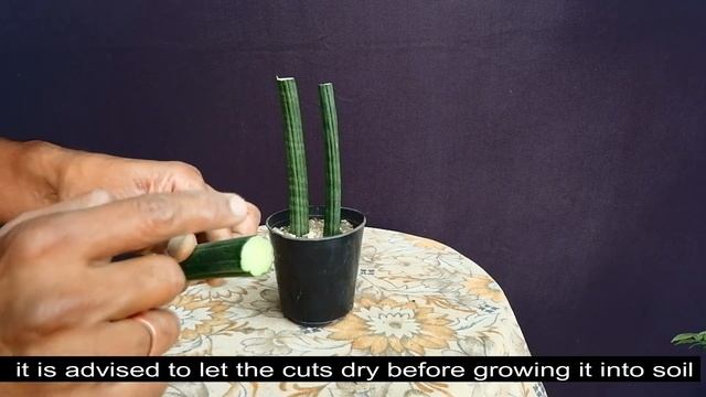 Sansevieria Cylindrica Propagation By  Cuttings