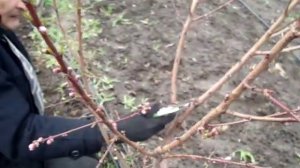 Формировка персика