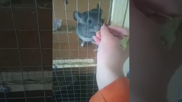 Почему ШИНШИЛЛА ложится на бок? смотреть онлайн