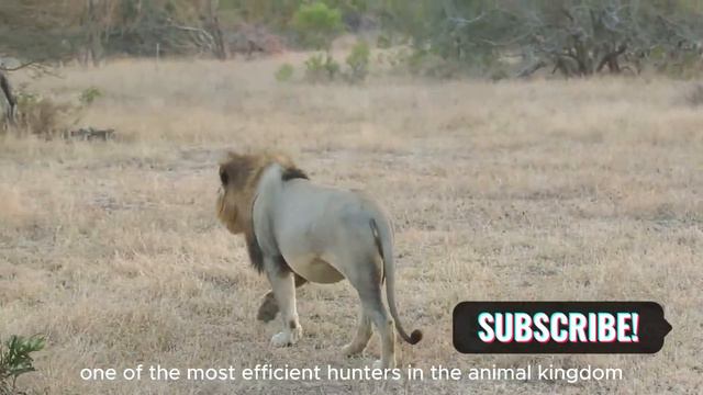Elephant vs Lion: The Ultimate Showdown смотреть онлайн