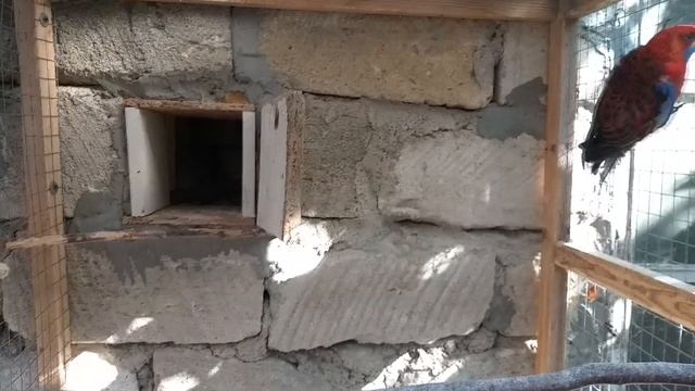 неразлучники масковые // черный + синий ч - 3//пенантовая розелла//канарейки смотреть онлайн