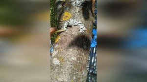 Как избавиться от лишайников и мхов на яблоне.