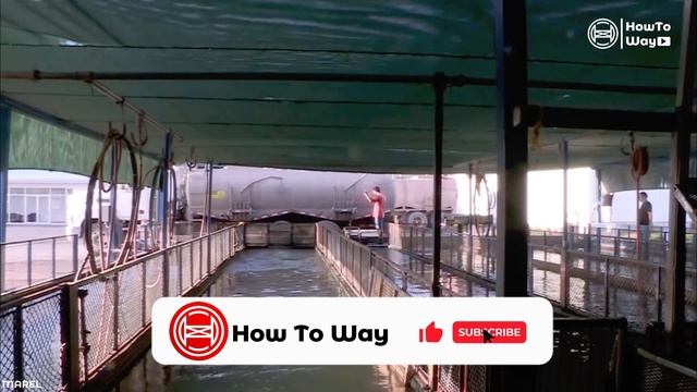 FARMING OF TILAPIA FISH - HARVESTING AND PACKAGING WITH MODERN TECHNOLOGY смотреть онлайн