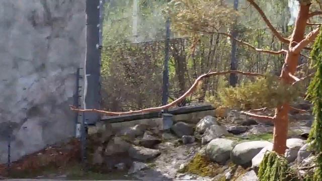 Зоопарк в Хельсинки. Мишки, май 2015 смотреть онлайн