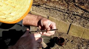 Прививка винограда с помощью дрели