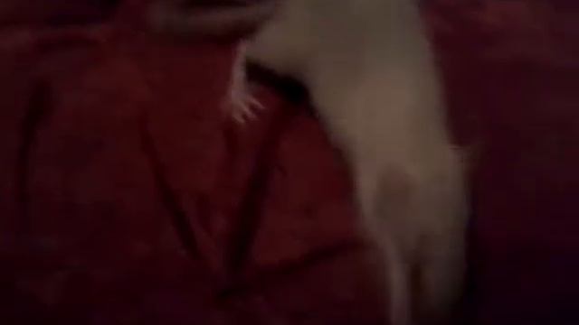 Мне купили нового питомца смотреть онлайн