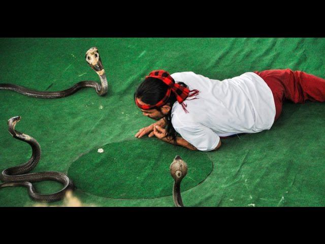 Змеиное шоу Нячанг Вьетнам. смотреть онлайн