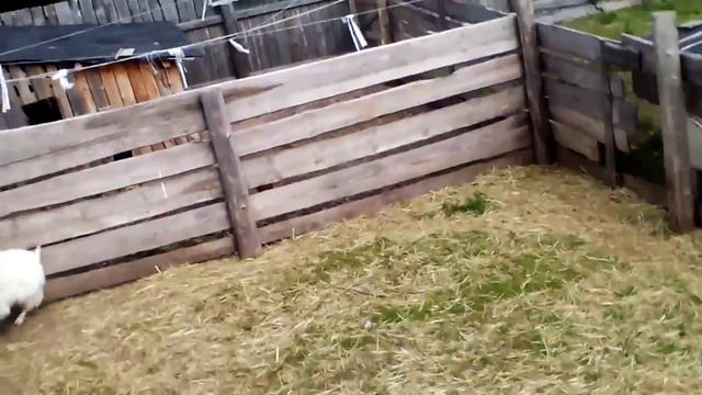 Угарный козёл смотреть онлайн