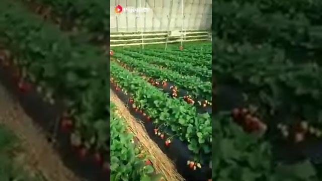 Бехтарин нашид смотреть онлайн