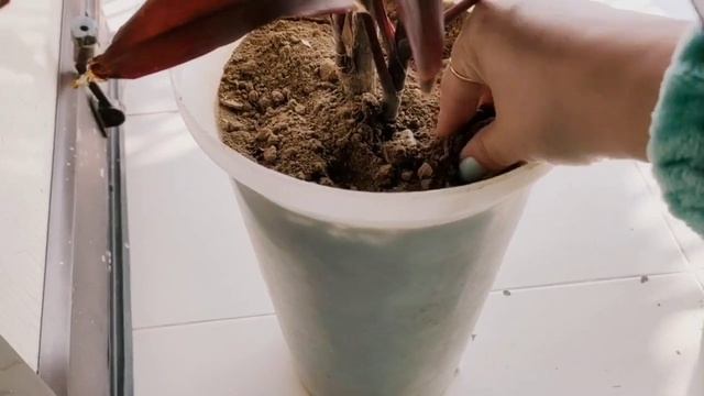 Dracaena Cordyline/ Good Luck plant winter care guide 2022 смотреть онлайн