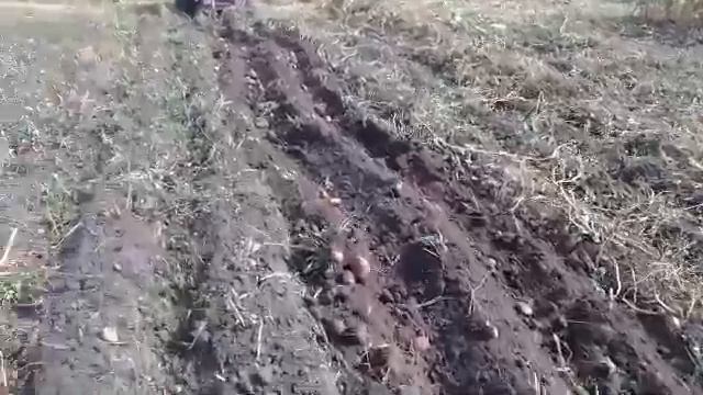 Минитрактор переломка 4Х4 своими руками (уборка картошки) смотреть онлайн