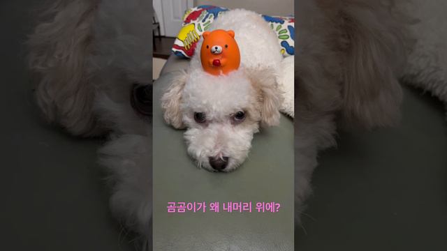 곰곰이를 머리위에 이고 움직이지 못하는 뽀글이 смотреть онлайн