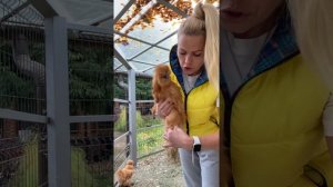 Петушок или курочка. Порода шёлковая