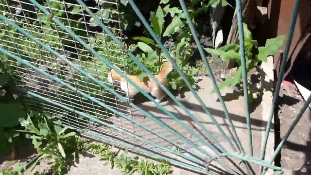 Проведал котят на даче. Гуляю смотреть онлайн