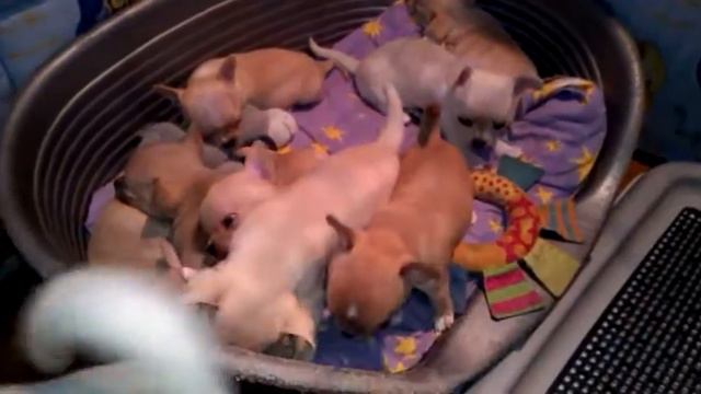 Помет на букву "Е" 1 мес и 5 дней .Щенки чихуахуа. Питомник собак Яртис г.Ярославль. смотреть онлайн