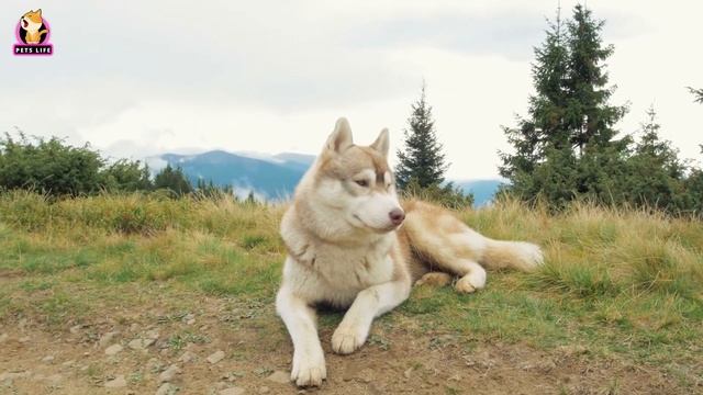 Cutest Cats & Dogs | Cats And Dogs Funny Videos | Pets Life #06 смотреть онлайн