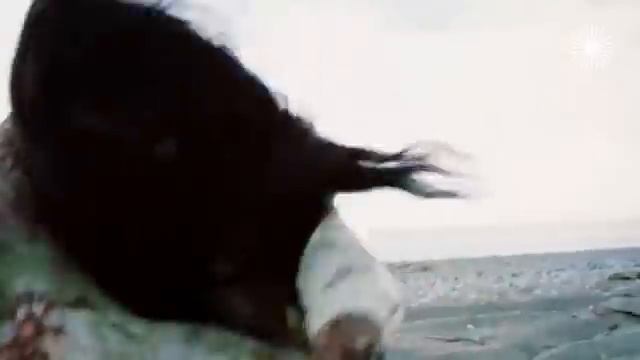 Голые звезды. смотреть онлайн