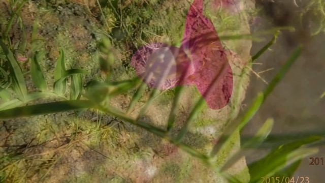 Sweet pea (Lathyrus odoratus) смотреть онлайн
