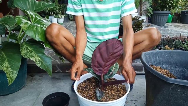 PERAWATAN KHUSUS CALATHEA IMPORT || How to Care Calathea смотреть онлайн