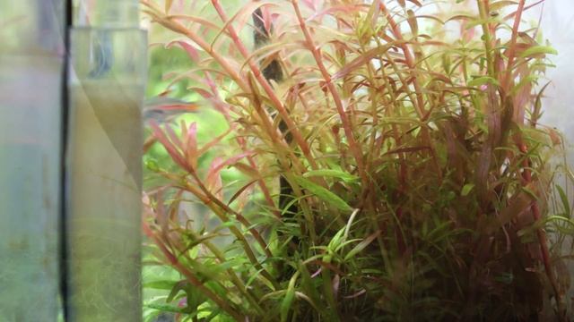 Hemmigrammus erythrozonus - breeding смотреть онлайн