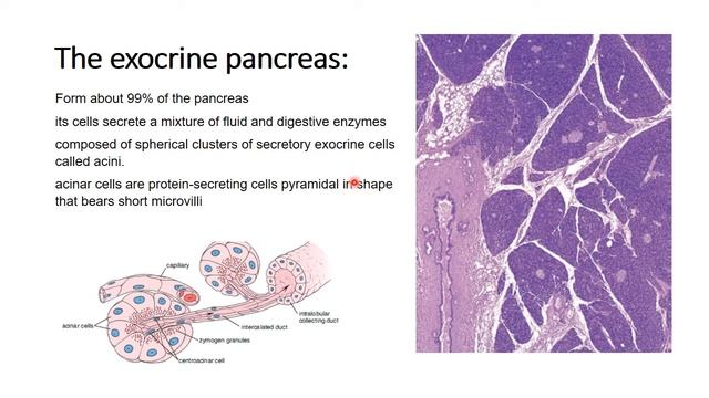 Organs Associated with the GIT Lec 2 смотреть онлайн