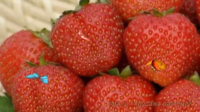 Земляника садовая Русь (fragaria ananassa) ? земляника Русь обзор: как сажать рассада земляники Рус смотреть онлайн