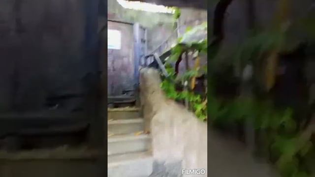 Речная выдра в зоопарке смотреть онлайн