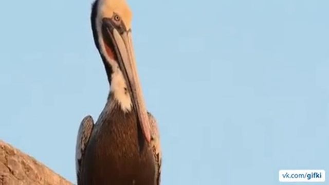 Как зевают пеликаны смотреть онлайн
