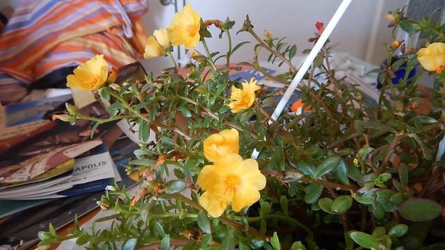 Portulaca da fiore quest mattina. смотреть онлайн