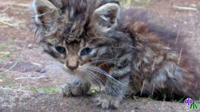 Маленький КОТЁНОК - сгусток боли и страха, одиноко брёл под дождём и громко заплакал… смотреть онлайн