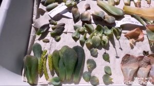 Размножение эхеверии листом. Мой опыт.