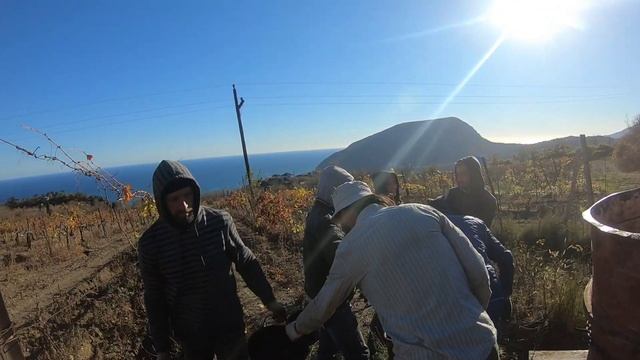 Крым: работа на виноградниках, последние дни в лагере [16 ноября 2021]