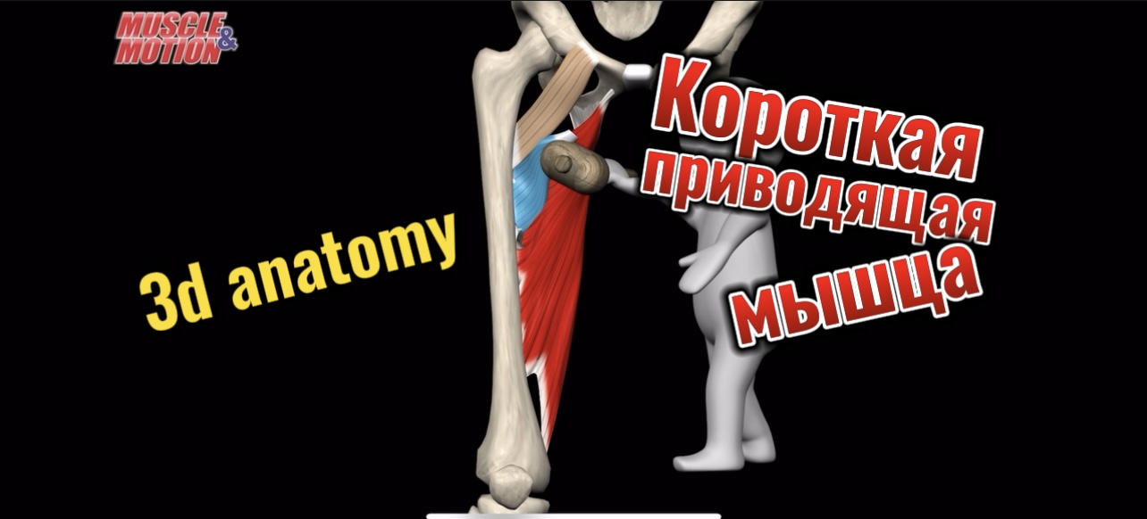 Короткая приводящая мышца. 3d anatomy смотреть онлайн