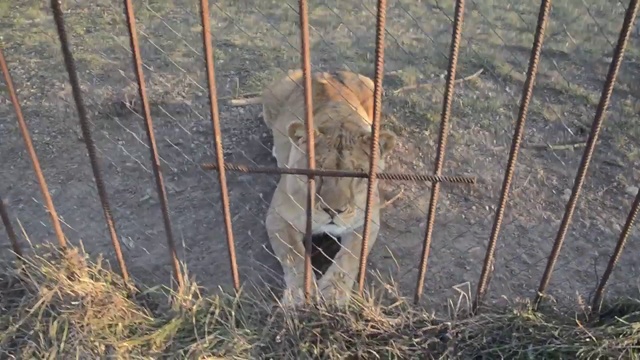 Великолепная Лола и красавец Марсель смотреть онлайн
