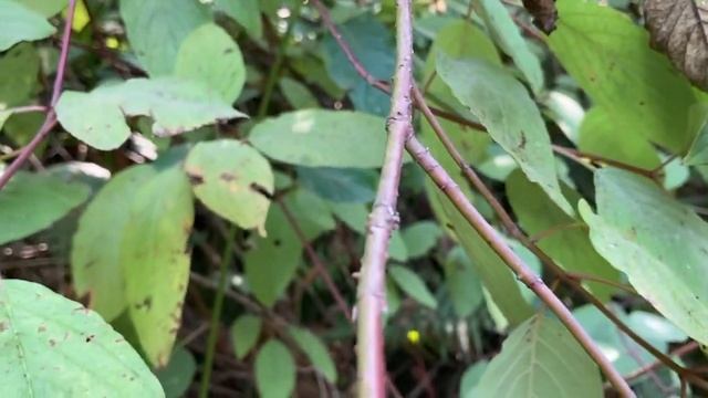 Cornus Sericea, Cornaceae
