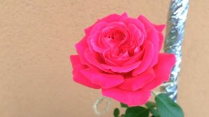 ? Rose “Red Empire” | Роза Флорибунда Ред Эмпаер зацвела!